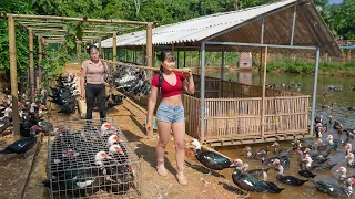 Buy Lots of Musk Ducks from Ly Phuc Nhi's farm, Use Truck To Transport To Market Sell