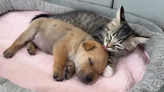 A tabby cat tried to eat a sleeping puppy!