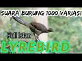 Download Lagu Suara Burung LYREBIRD, Burung Dengan Suara 1000 Variasi, Burung Langka