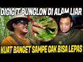GIGITAN BUNGLON HUTAN SUSAH LEPAS !! TYO SURVIVAL SAMPE PASRAH