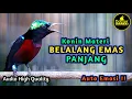 MASTEAN KONIN GACOR FULL ISIAN TEMBAKAN BELALANG EMAS PANJANG COCOK UNTUK PANCINGAN KOLIBRI BAHAN