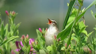                                                        البردي هازجة                                  دندنها