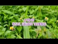 Download Lagu LPMI 38: YESUS, SAHABAT TERINDAH [What a Friend We have In Jesus]