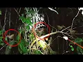 Download Lagu Episode 2 - Memburu Burung Sintar Mata Merah Dengan Gam Tikus