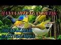 Suara Pikat Burung Prenjak Lumut Ribut Kejepit Anti Zonk Terbaru 2025.