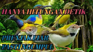 suara pikat burung prenjak lumut ribut kejepit anti zonk terbaru 2025 