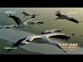 [2026中国梦劳动美]动物狂想曲《我们很快乐》 演唱：张含韵 蒋敦豪 黄子弘凡 | CCTV