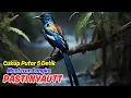Download Lagu Suara Emas Murai Batu - Masteran Gacor!