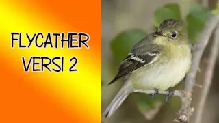 download suara masteran burung flycather versi 2