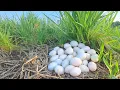 Download Lagu Wow wow! Pick lots of duck eggs near the water's edge, picking the best ones by hand.