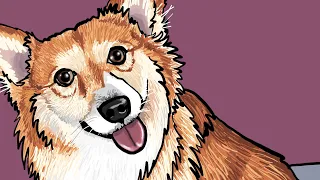 Timelapse digital drawing of a Corgi