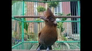 suara cililin pas buat masteran murai kacer ijo