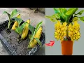 Download Lagu 2 SIMPLE AND EASY WAYS TO PROPAGATE BANANA TREES, YOU ONLY NEED 1 CHICKEN EGG OR 1 GLASS OF BEER