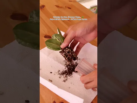 Unboxing the Hoya Everyone Wants… 🌿 Hoya Swiffer’s Nightmare! + 2-Week Repot Update #thegreenearth