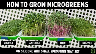 grow 4 microgreens at once on a countertop small sprouting tray no soil 