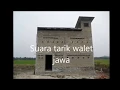 Download Lagu Suara Tarik Walet Jawa Asik # 吞下鸟 @Swallows Sounds  #âm thanh dẫn dụ chim yến
