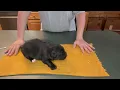 Kaigan Kennels Movie Monday 12-1-2025 Ophelia