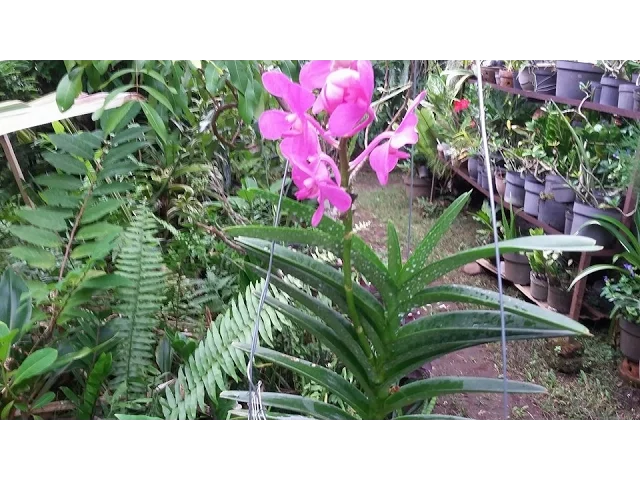 HOW TO REPOT VANDA MOKARA TRIGENERIC HYBRID ORCHID