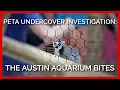 The Austin Aquarium Bites PETA Undercover Investigation Reveals Alarming Number of Recent Attacks