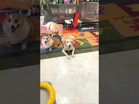 मालिक का एक Dog काफी समझदार निकला 🥰😇 #dog #dogshorts #doglover #shorts #animals