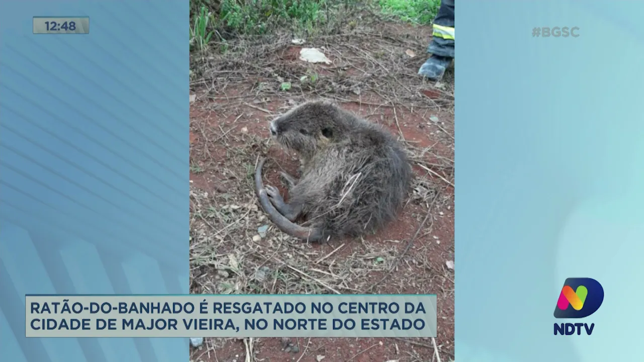 Ratão-do-Banhado é resgatado no Centro da cidade de Major Vieira, no Norte de SC