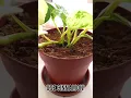 Download Lagu Got Fungus Gnats? Use Cinammon!