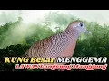 Download Lagu Pancingan PerKutut Gacor, Bikin Kutut Sekitar Bunyi terus!
