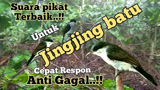 suara pikat jingjing batu terbaik paling ampuh