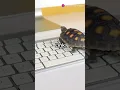 How to Create a Simple Python Game in 1 Minute