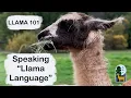 Llamas 101 Understanding Llama Language