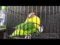 Download Lagu Pancingan Lovebird faigter ngekek panjang