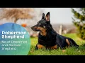 Doberman Shepherd - Perfect mix of Doberman and German Shepherd