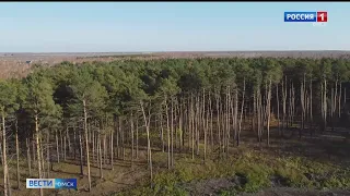 В этом году восстановят более двух гектаров деревьев в Омской области