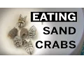 Hunting cooking and eating sand crabs aka mole crabs or sand fleas