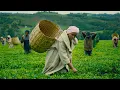 Download Lagu Zuchu - Napambana (Official Music Video)
