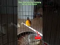 Download Lagu Suara Burung Kutilang emas mata putih Gacor di pagi-sore hari suara panggilan kutilang liar di alam