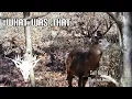 Peak rut Ohio public land Unbelievable hunt