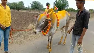 nandila sajava dhol ga hi vajva 