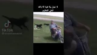 مطاردة كلاب لرجل كبير فى السن         دندنها
