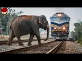 Download Lagu Tragic ! 40 Horrifying Moments of Animals Colliding with Trains !