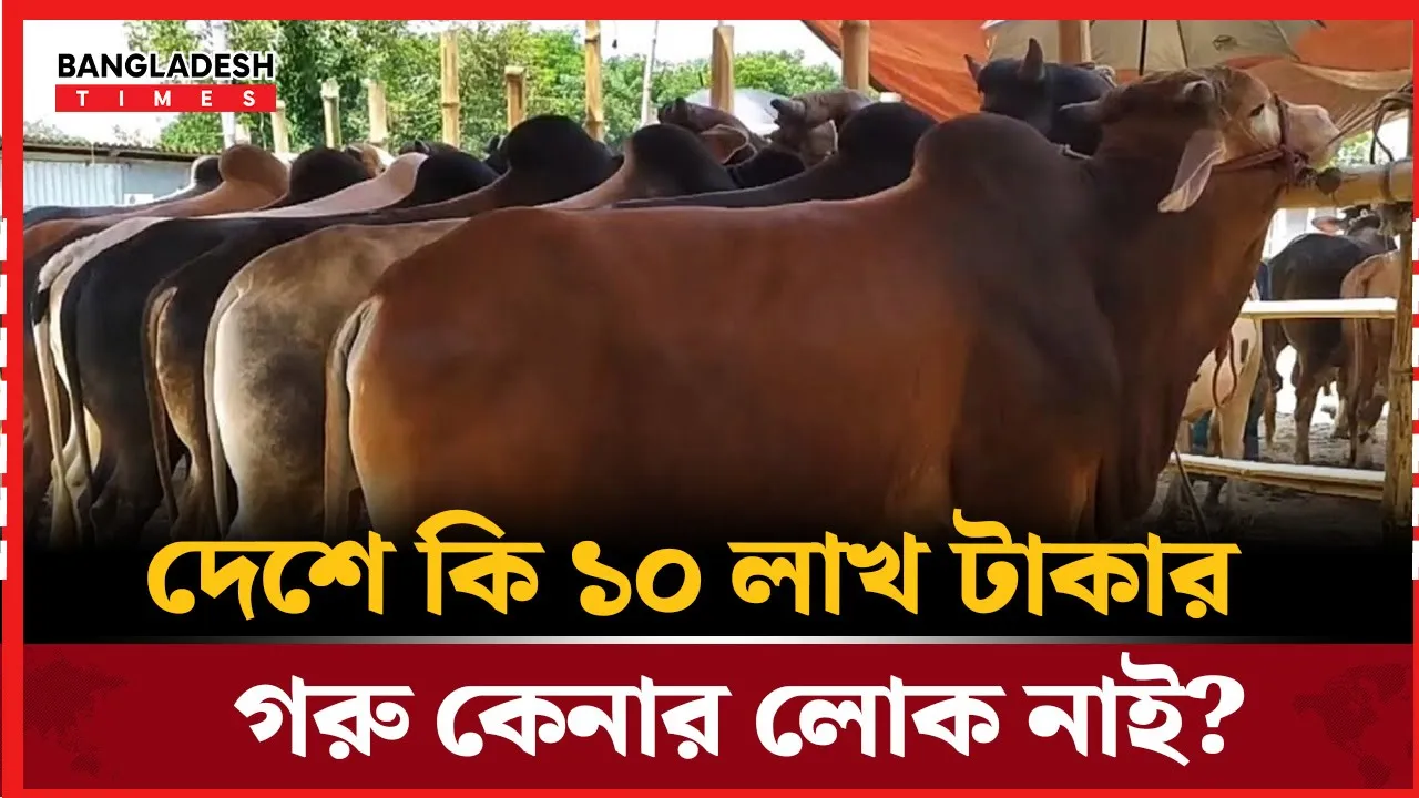 বিক্রি হচ্ছে না বড় গরু, হাটে বিপাকে খামারিরা
