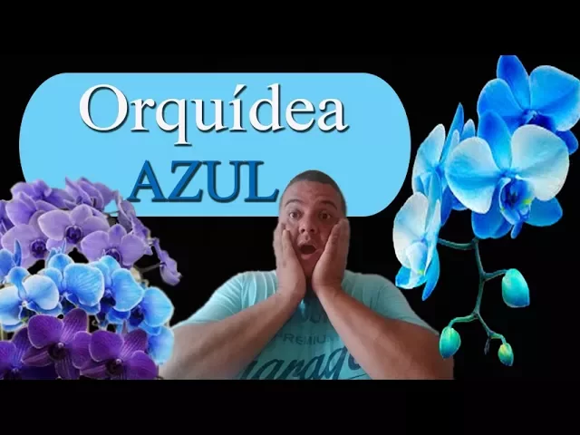 ORQUÍDEA AZUL ORIGEM, SEGREDOS E NOVAS VARIEDADES