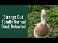 Strange But Totally Normal Duck Behavior