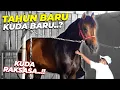 Lagu GOKILLL..!! KUDA RAKSASA INI AJAK DJALU LOMPAT 130 CM..?!