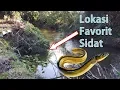 Download Lagu SPOT MANCING SIDAT DIJAMIN PANEN BESAR!