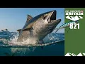 Download Lagu Fieldsports Britain – Pittige Cornish tonijn