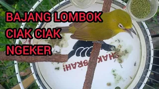 Download Ciak Ciak Ngeker Kecial Kuning Bajang Lombok || Lombok Sasak tv MP3