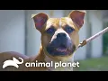 Her Birt ay Wish How Adopting a Pit Bull Changed Everything Pit Bulls and Parolees