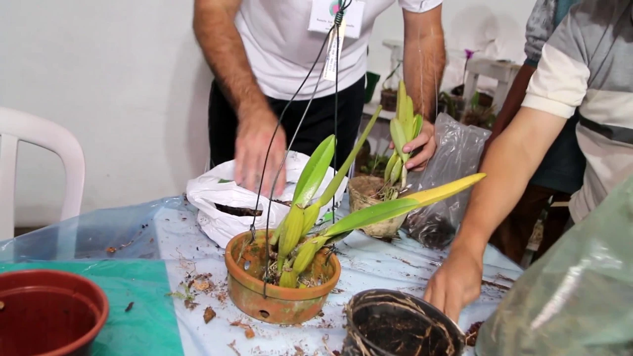 ORQUÍDEAS, APRENDA A REPLANTAR EM VASO EM OFICINA DO NOCB