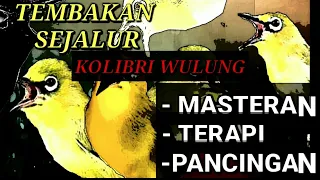 Download MASTERAN PLECI || SUARA KOLIBRI WULUNG/MUNCANG MP3